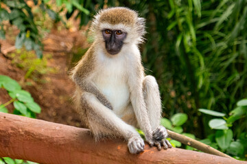 Obraz premium A monkey sitting on a branch in the wild at Haller Park in Bamburi, Mombasa, Kenya 