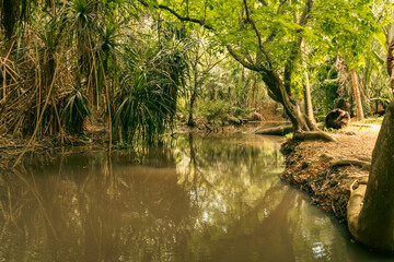 A watering hole in the forest at Haller Park in Bamburi, Mombasa, Kenya  
