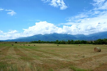Grass cut and collected into rolls