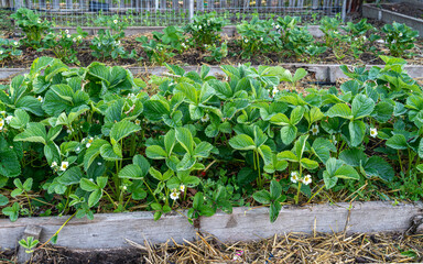 Strawberry plants grown in raised beds in the home garden.