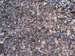 Fallen Leaves