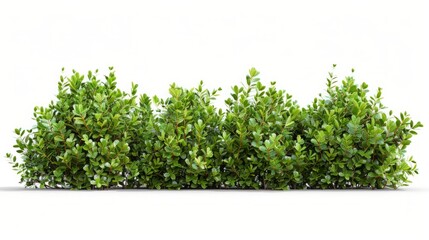 Fototapeta premium Green Garden Bushes Silhouette: Nature's Elegance on a White Canvas