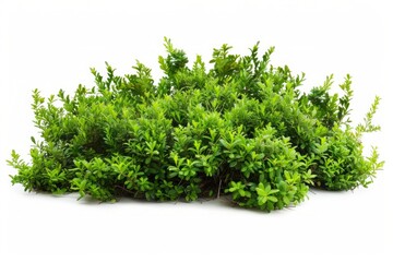 Fototapeta premium Green Garden Bushes Silhouette: Nature's Elegance on a White Canvas