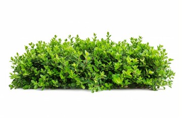 Obraz premium Green Garden Bushes Silhouette: Nature's Elegance on a White Canvas