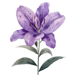 Detailed illustration of a vibrant purple lily flower with green leaves, showcasing intricate petal patterns and natural beauty.
