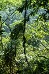 trees in the forest