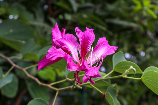 Pink-Purple Bauhinia Flower Blooming Among Leaves