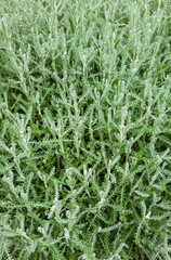 Heiligenkraut, Santolina chamaecyparissus
