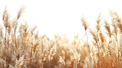 Fototapeta premium wheat field white background 