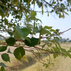 Close-Up of Green Leaves on Branch in Natural Open Field Environment
