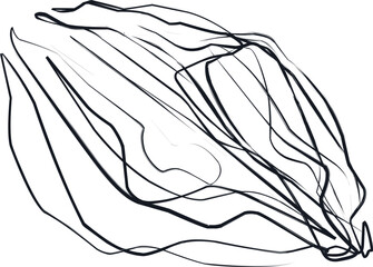 The illustration looks like a seed or a transparent jellyfish in the form of a sketch.