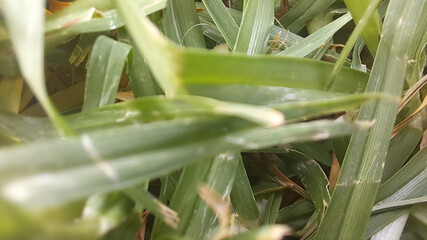 Obraz premium Close up of green grass blades growing wildly