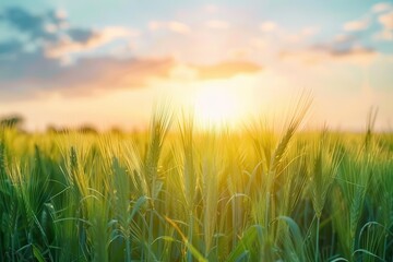 Fototapeta premium golden wheat field at dawn sun rising over lush green wheat stalks casting warm light across the landscape wispy clouds in a pastel sky