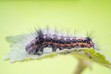 Poisonous moth larvae in the wild state