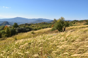 Beautiful lush meadows in fall colors with wild hay