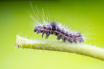 Poisonous moth larvae in the wild state