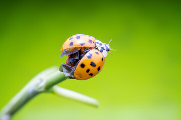 Harmonia axyridis in the wild state