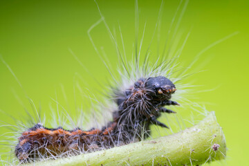 Poisonous moth larvae in the wild state