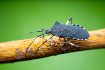Plinachtus bicoloripes in the wild state