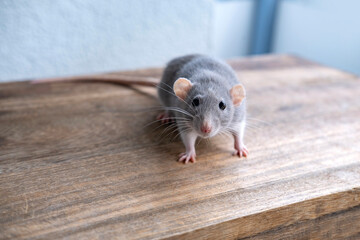 Fototapeta na wymiar close up portrait of Funny and Cute beautiful gray decorative domestic Fancy rat, Rattus norvegicus domestica, concept care and maintenance, optimal conditions for keeping pets