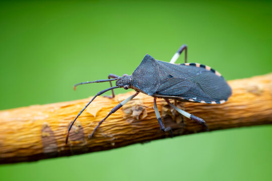 Plinachtus bicoloripes in the wild state