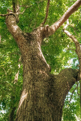 Low angle view of a tree growing in the wild at Gede Museum in Malindi, Kenya
