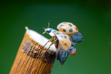 Harmonia axyridis in the wild state