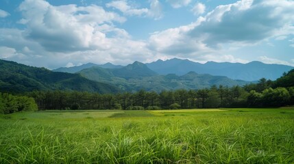 Vast field with wildflowers, rolling hills, and a mountain range under a blue sky with scattered clouds.