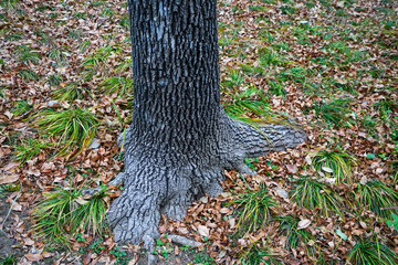 Trees in Beijing Parks in Autumn