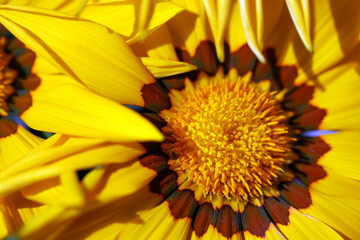 Gazania flower detail.