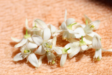 A few orange blossoms on a blanket.