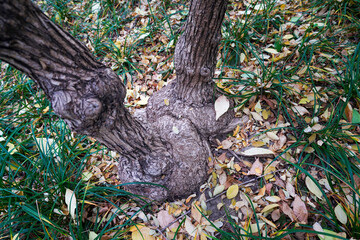 Close-up of the Root of Honeysuckle