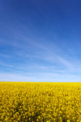 A large, beautiful rapeseed field under a blue sky