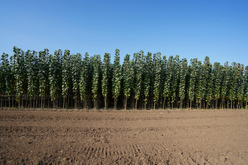 Fast growing poplar seedlings in the fields, North China