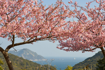 海を背景にした満開の河津桜