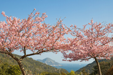 満開の河津桜