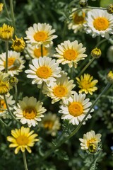 Close-up of blooming yellow and white daisies in a garden on a sunny day