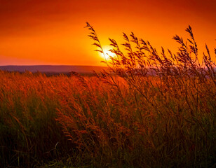 Fototapeta premium flower