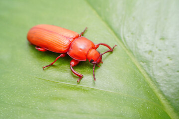 Mealworm in a breeding farm, North China