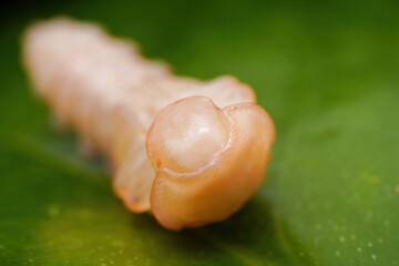 ground beetle pupa in the wild state
