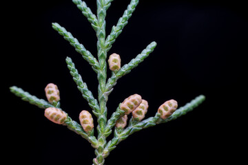 Platycladus orientalis in nature state