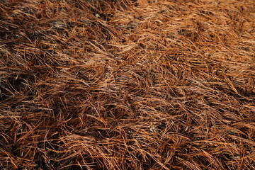 Pine needles on the ground in winter