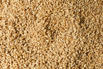 Top view of Grain wheat. Whole grain wheat for background