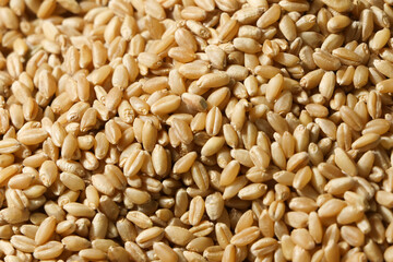 Top view of Grain wheat. Whole grain wheat for background