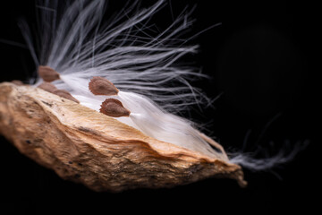 Macro photo of Asclepiadaceae seeds