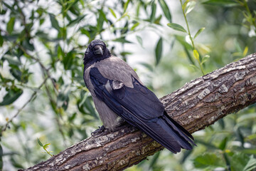 crow on a branch, nacka,sverige,sweden,Mats
