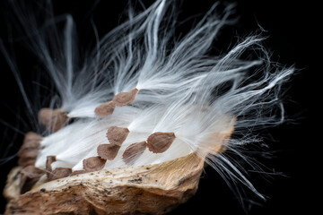 Naklejka premium Macro photo of Asclepiadaceae seeds