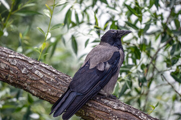 crow, blackbird on a branch, nacka,sverige,sweden,Mats