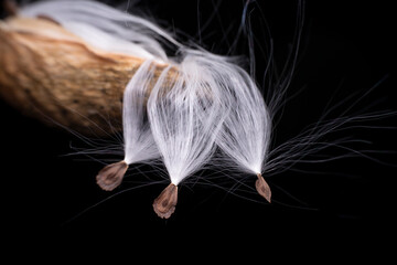 Macro photo of Asclepiadaceae seeds
