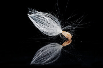 Obraz premium Macro photo of Asclepiadaceae seeds